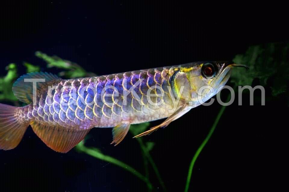 Arowana fish