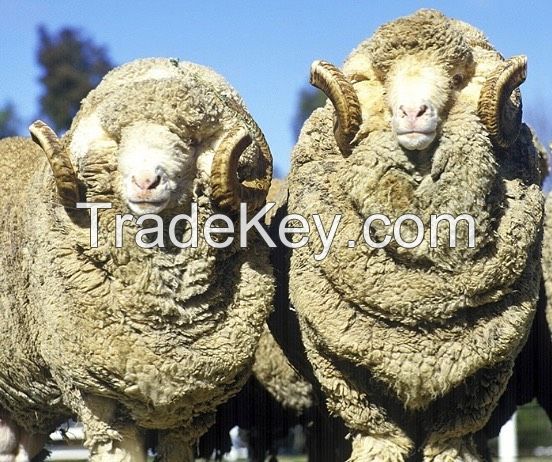 dorper and Texel Sheep