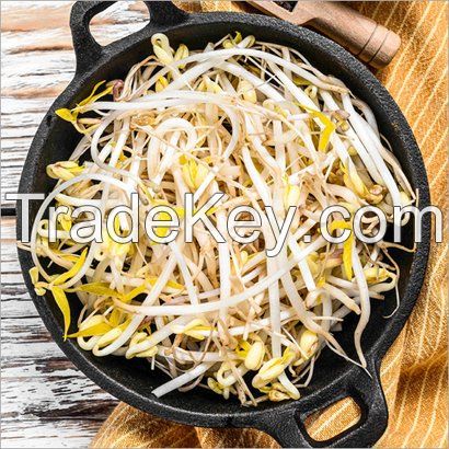 Fresh &amp; Healthy Bean Sprouts