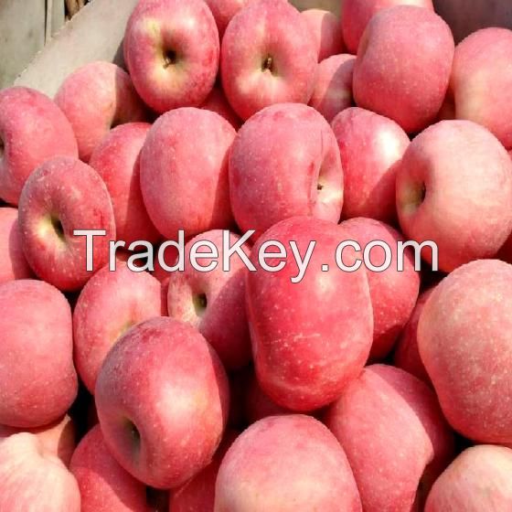 2021 Bulk Apples Whole Sale Fresh Red Fuji Apples