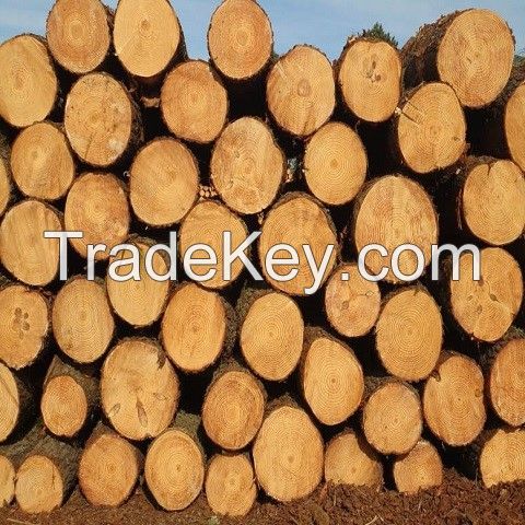 High Quality Round Teak Wood, Tali Wood, Padouk, Pine, Boxwood, Azobe Wood and Timber Logs