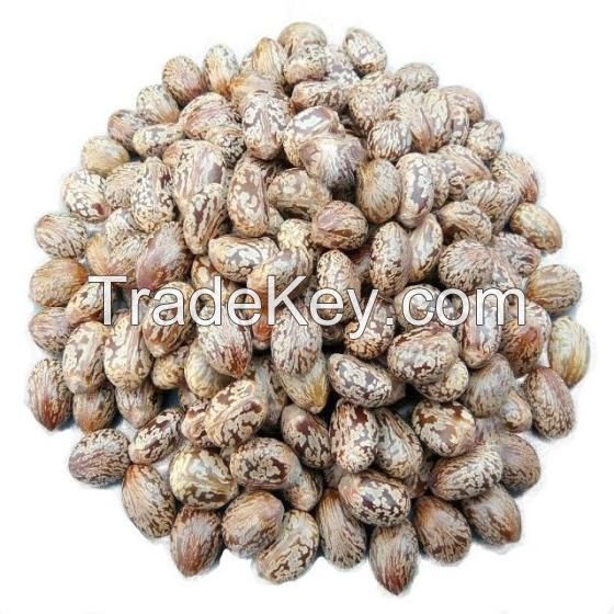 Natural Castor Seeds for Sale At Reasonable Price