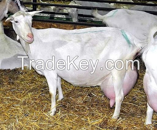 Full Blood Live  Boar Goats / 100% Pureblood Mature saanen goats, Ponies, friesian horses , Askanian goats, dorper sheeps, Texel sheeps