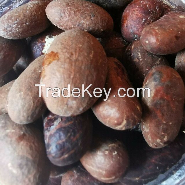 High Quality Bitter Kola Garcinia Kola