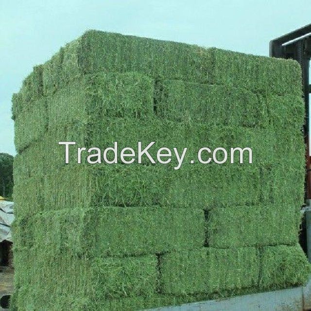 alfalfa hay, Oaten Hay, Timothy Hay