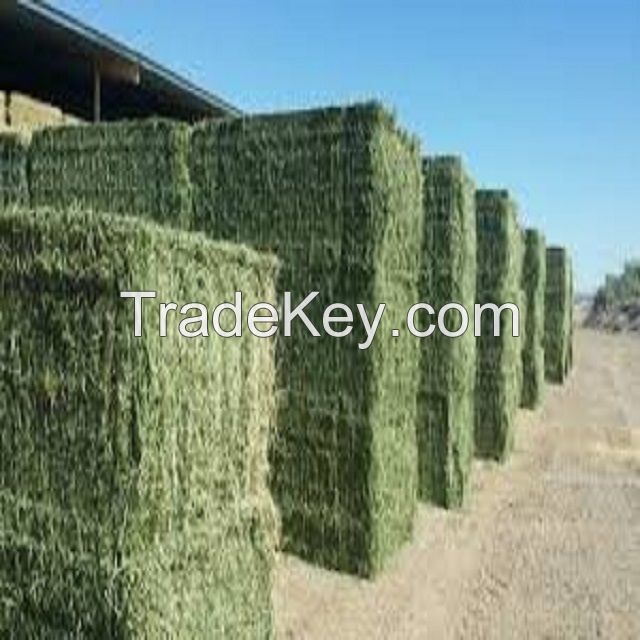 alfalfa hay, Oaten Hay, Timothy Hay