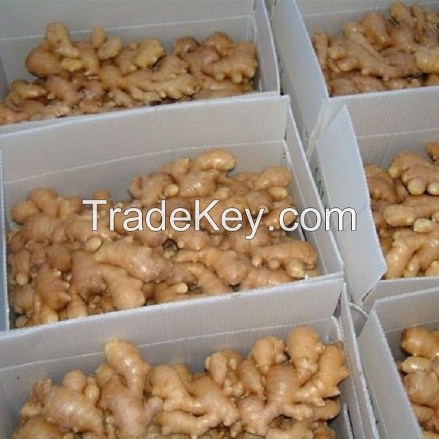 Fresh Ginger for Sale