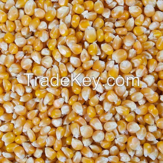 Butterfly Popcorn Kernels - Best Quality and Price