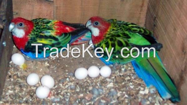 Fresh fertile parrot eggs