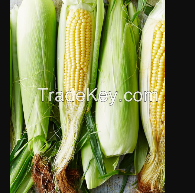 Corn