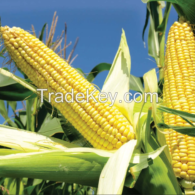 Corn