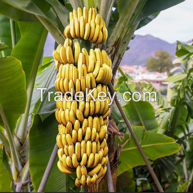 Fresh bananas