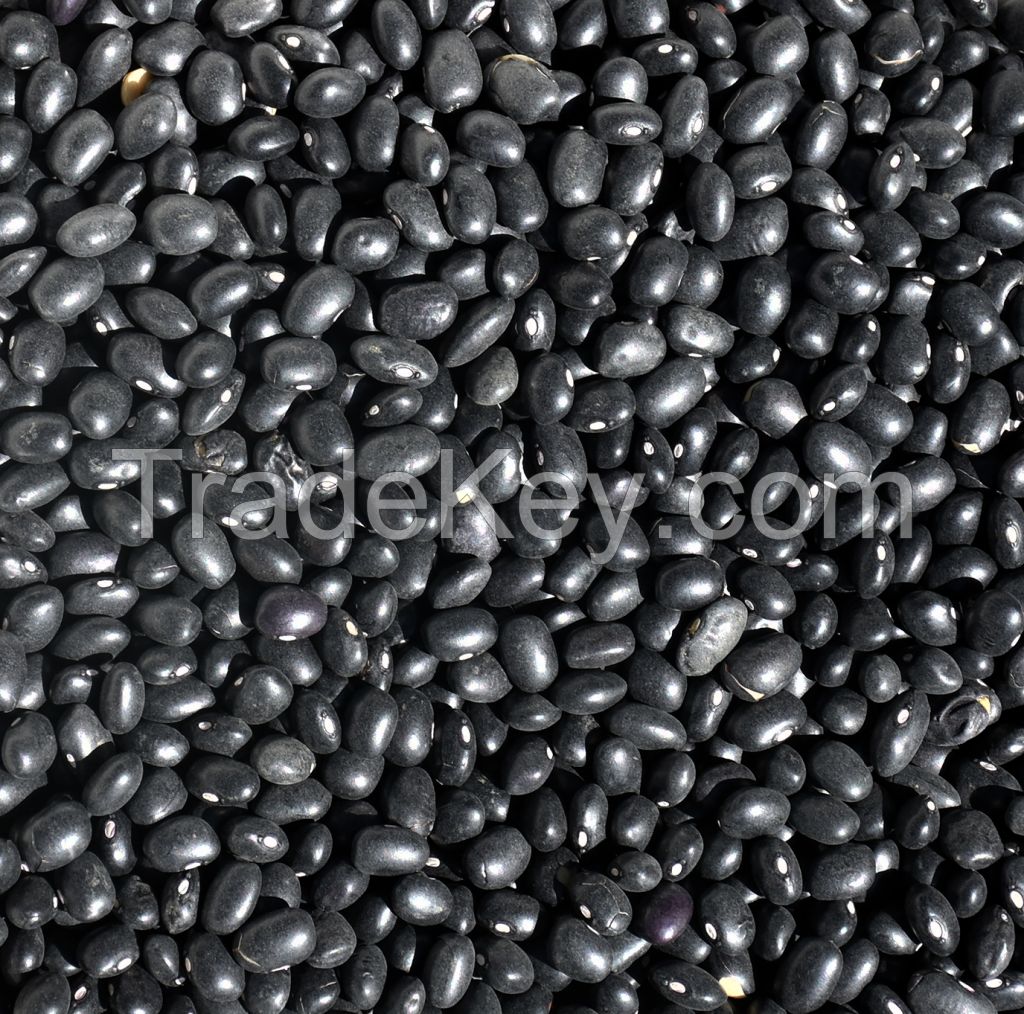 Black Kidney Beans