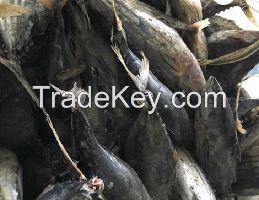 Fresh Whole Round Yellow fin Tuna