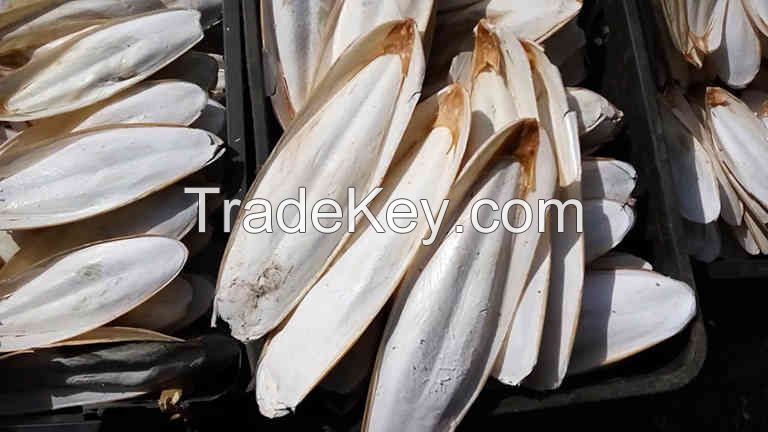 Cuttlefish Bone/ For Bird Clean & Trimmed from Viet Nam/ WhatsApp:+84968250637