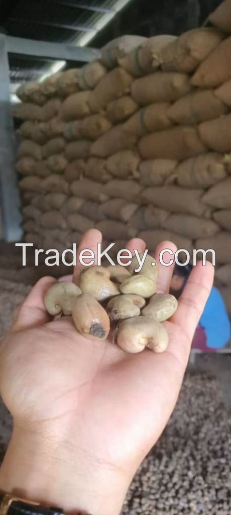 Cashew Nut & Dried Kernel