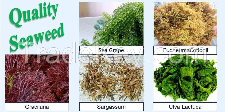  Seaweed, Grass Jelly, Sea Grape