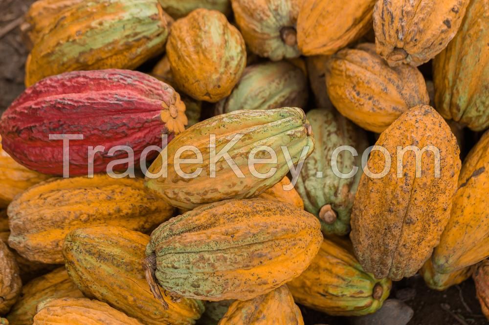 dried cocoa beans