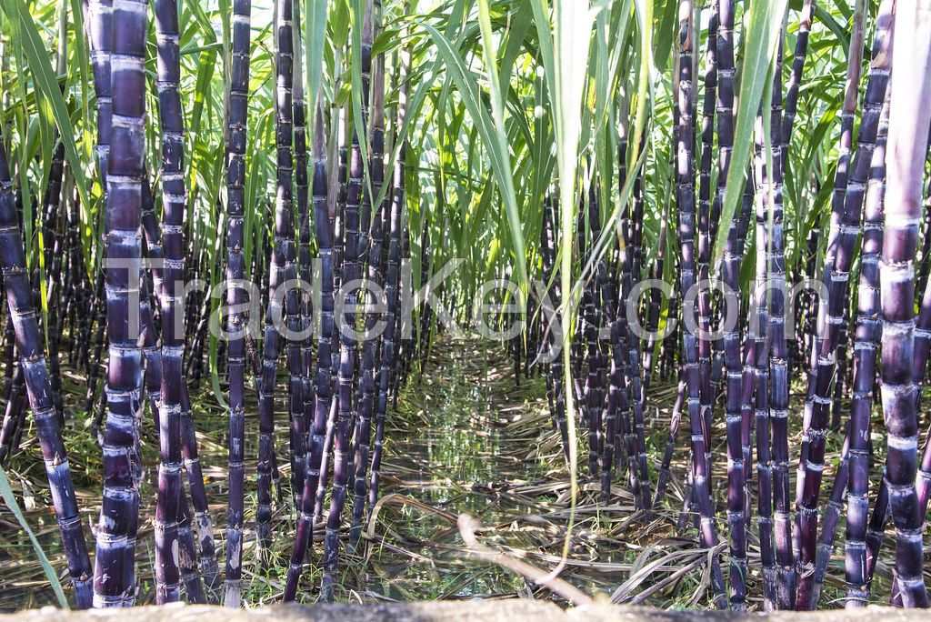 Wholesale Vietnam organic sugarcane high quality and competitive price