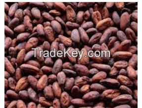 Cocoa Beans