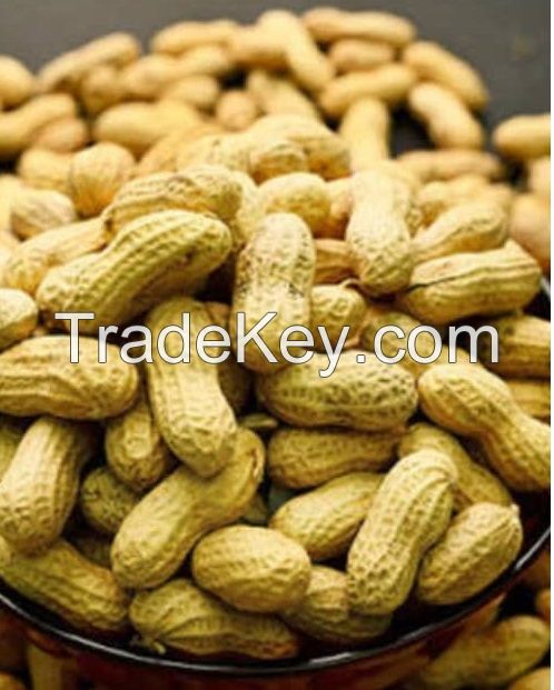 Best Selling Peanut, Ground nut