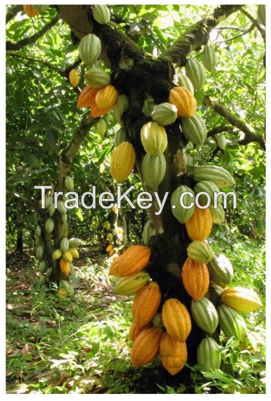 Cocoa Beans