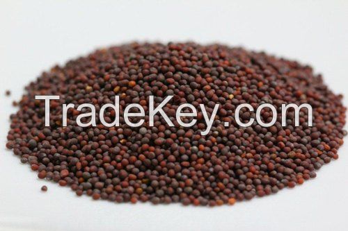 Mustard oil Seeds