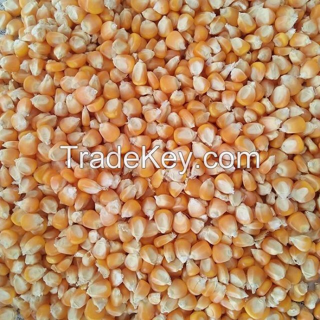 Yellow Maize, Dried Yellow Corn, Popcorn, White Corn Maize