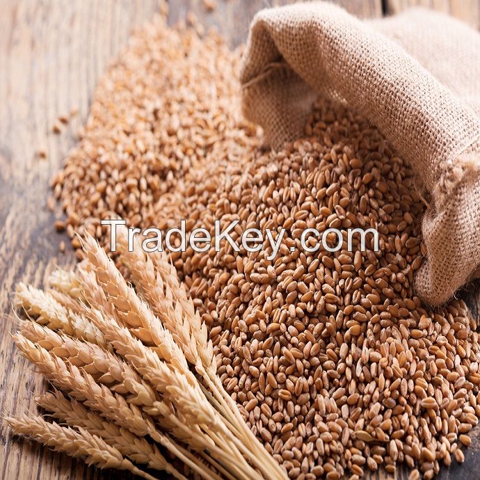 High Protein Premium Grade Soft Milling Wheat Grain