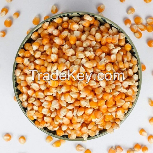 Yellow corn/maize/animal feed premium quality