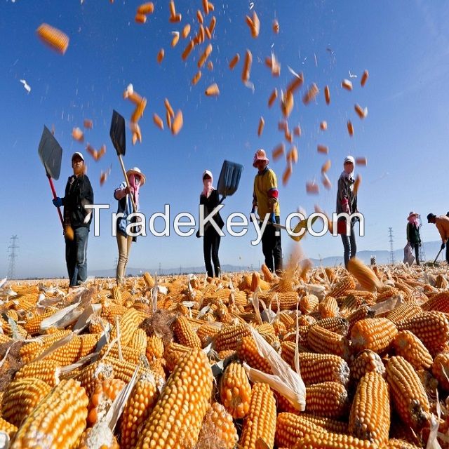 Ukranian-Top Selling Non GMO Yellow Maize/Corn