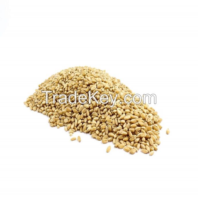 100% Organic long Wheat grain Lowest Market price