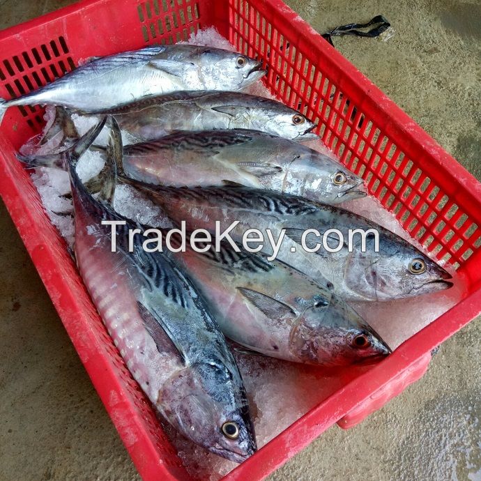 Tuna Fish Frozen Frozen Tuna Fish Price Bonito Tuna Fish Fresh Frozen Skipjack