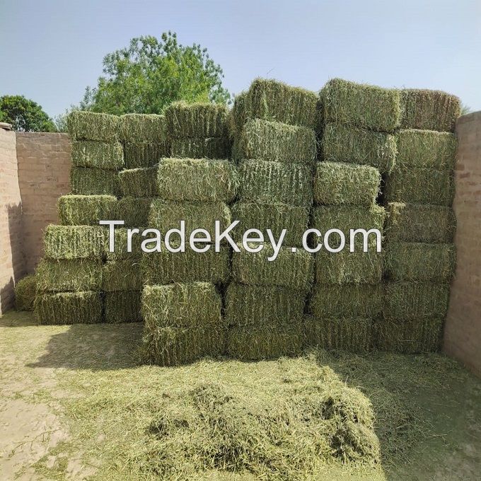 Good Quality American Alfalfa Lucern Hay for Cow Cattle Horse