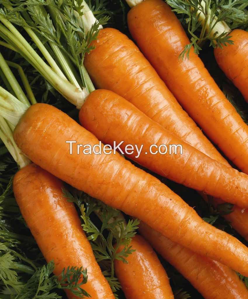 FRESH CARROT WITH HIGH QUALITY EXPORTED FROM VIET NAM