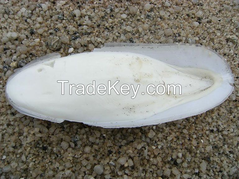 DRIED CUTTLEFISH BONE // WHATSAAP: +84359443043