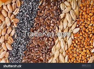 Barley, Milet, Rice, Rey, Wheat, Oats, Sorghum