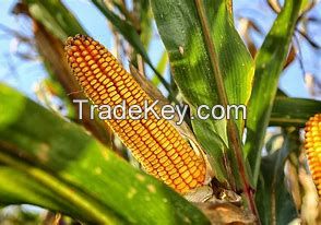 Yellow Corn, White Corn, Other Corn