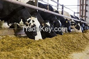 Soybeans Meal, Chicken Feed, Alfalfa Hay, Animal Feed, Bone Meal, Fish Feed, Fish Meal, 