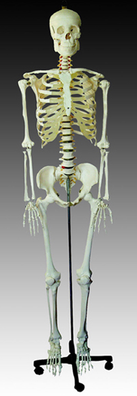 skeleton model