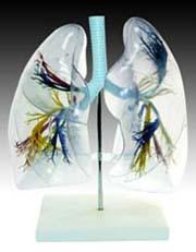 transparent lung segment model