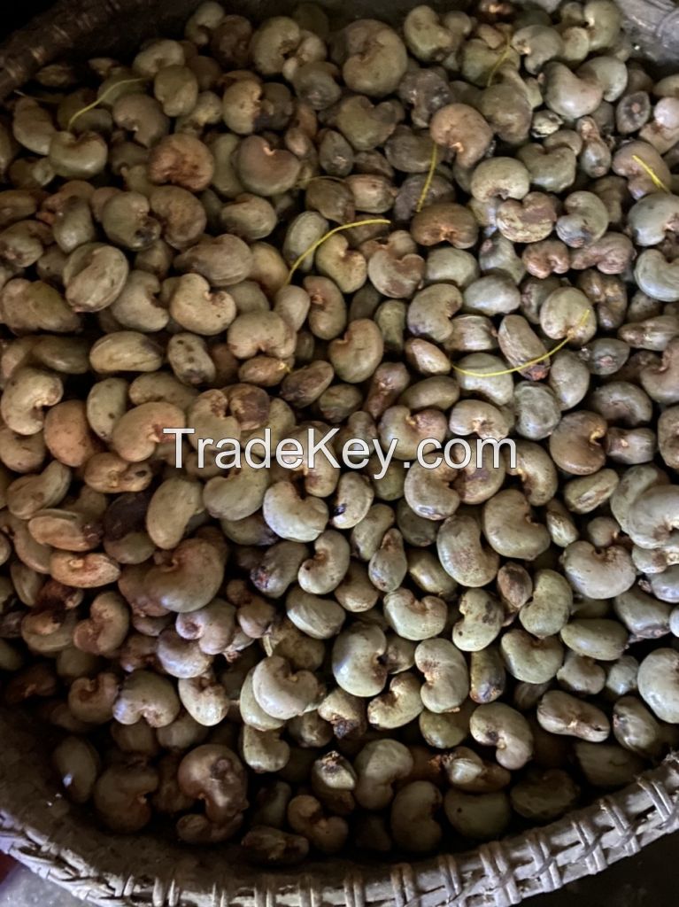 Muhak Trading - VIETNAM DRIED PREMIUM CASHEW NUTS