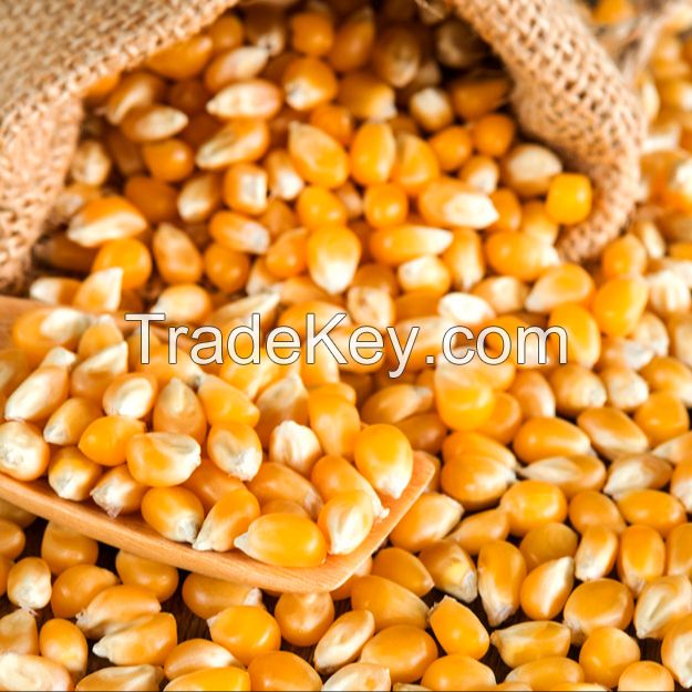 Non GMO Yellow Corn / Maize for sale 