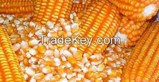  Dried Yellow Maize Corn for Sale