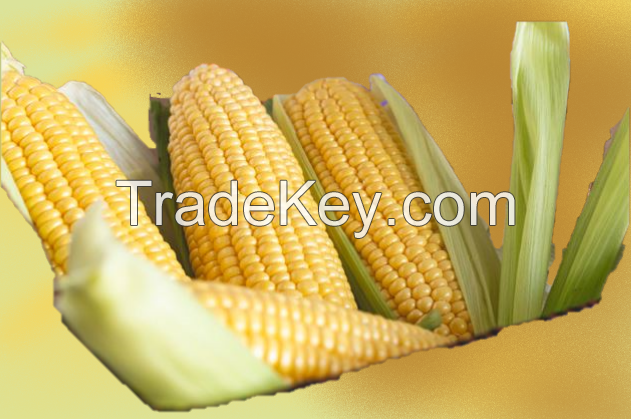 Corn from Brazil