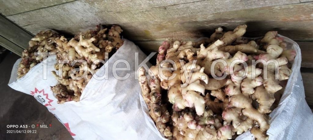 Fresh Ginger var. Officinale