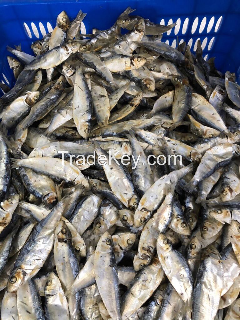 Dried Sardine