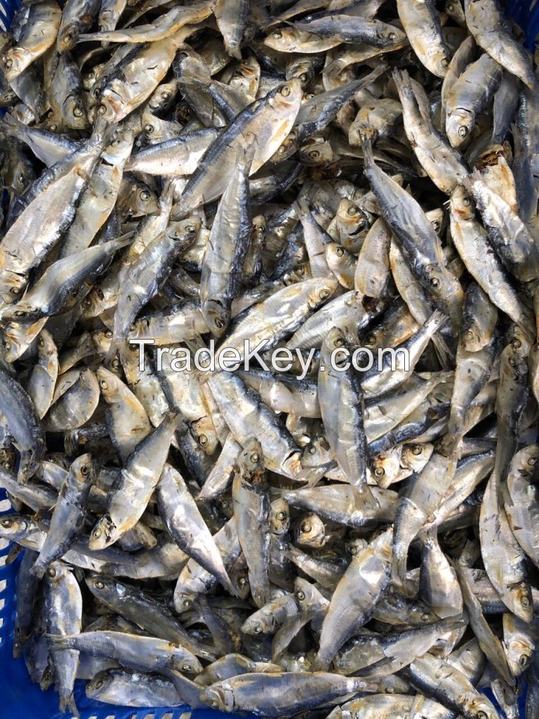 Dried Sardine