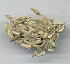 Fennel Seeds