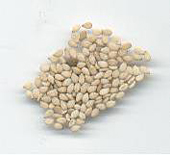 Sesame Seeds